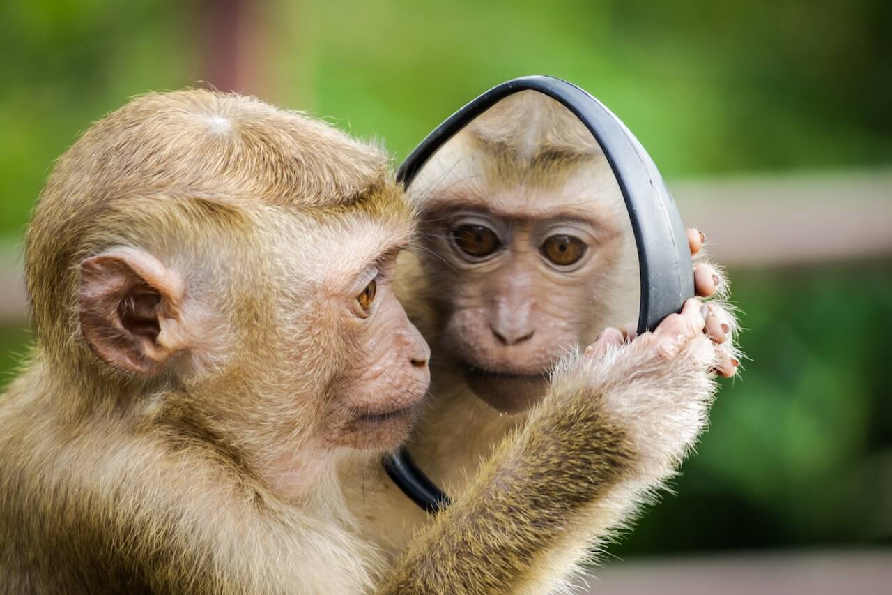 A close-up of a rhesus macaque monkey looking at its reflection in a handheld mirror.