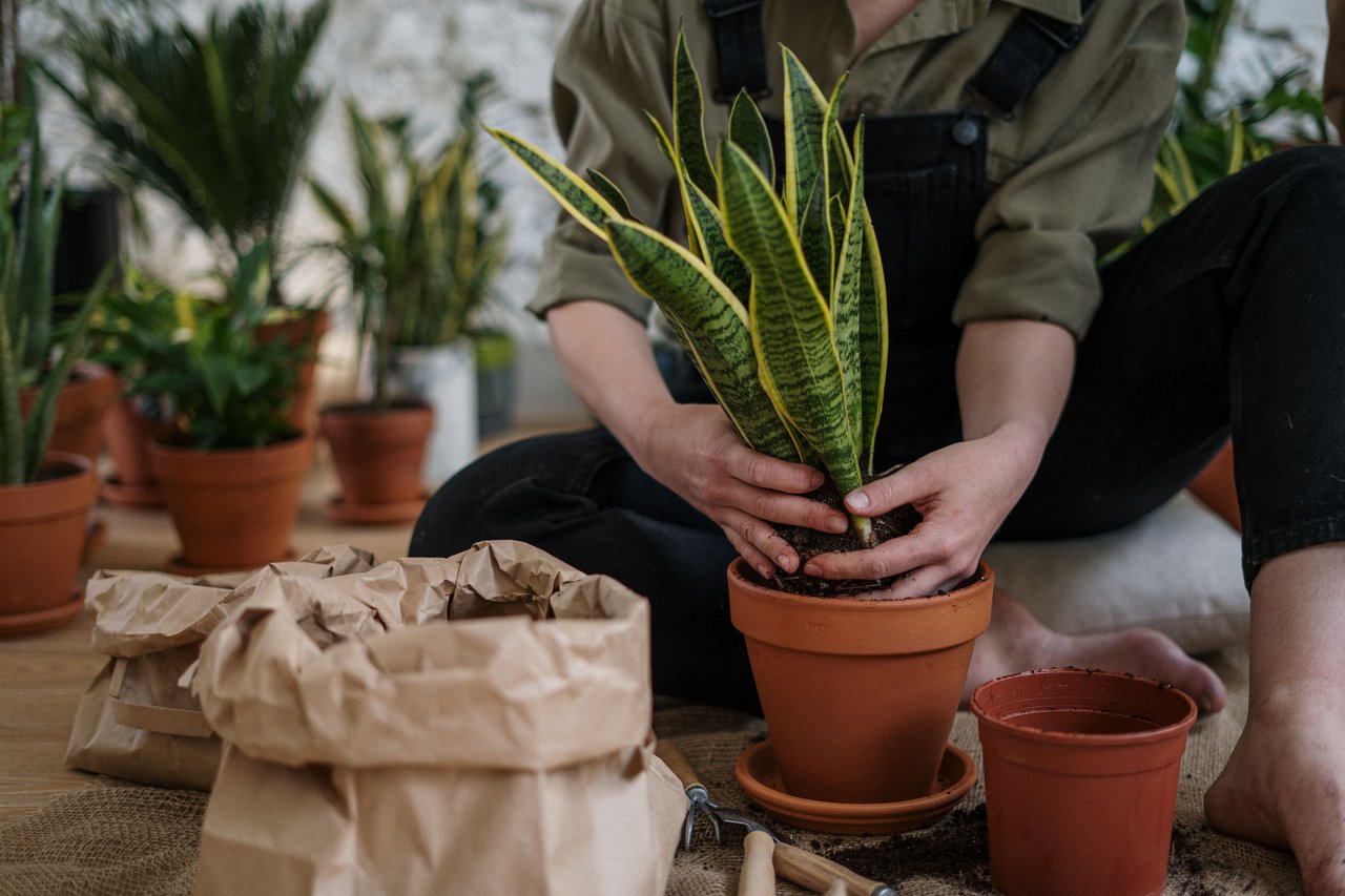 Person sitting on a pillow on the floor repotting a Snake plant into a terracotta pot. A paper bag, gardening tools, and a plastic nursery pot are out of focus in the foreground. Tall plants in terracotta pots are out of focus behind the person.