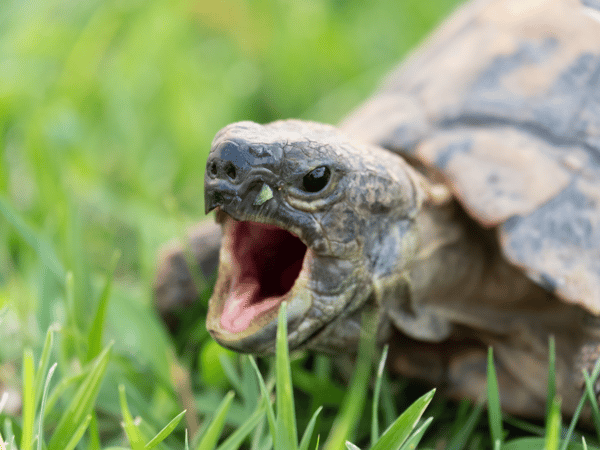an angry turtle hisses in the grass