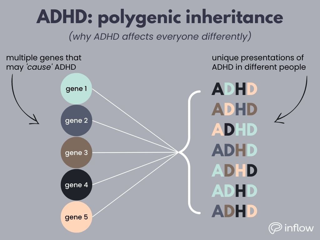 ADHD: polygenic inheritance (why ADHD affects everyone differently). On the left, genes labeled 1-5 in different colors. an arrow above labels them as "multiple genes that may 'cause' ADHD'. on the right, the genes point to a collection of possible ADHD combinations, all with unique color combinations for the letters, using the same colors from the genes on the left.